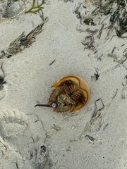 crab on the beach