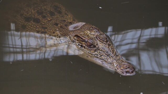 close up of head of saltwater crocodile (Crocodylus porosus) floating in water enclosure of reptile house of zoo, closes its eyes, second croc briefly visible