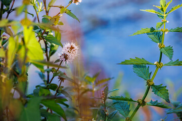 Peppermint flowers and foliage, Germany, Mering, 17 September 2025