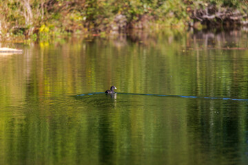 Single duck swimming in lake, Germany, Augsburg, 15 September 2025