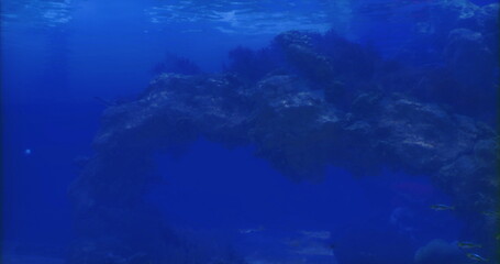 Obraz premium Clear blue waters reveal rocky formations beneath the surface, home to diverse marine life. Sunlight filters through, illuminating the underwater ecosystem during the day.