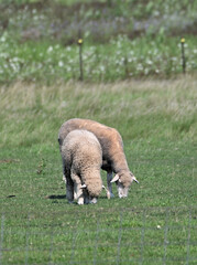 Obraz premium Two Sheep Grazing