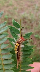 caterpillar on a leaf