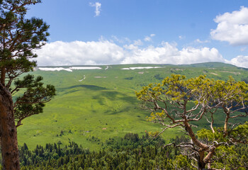 subalpine vegetation at the beginning of the summer flowering period, endemic in nature © NAIL BATTALOV
