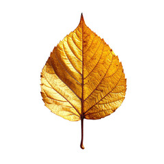 Close-up of a single, golden-yellow autumn leaf