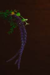 fern on black background