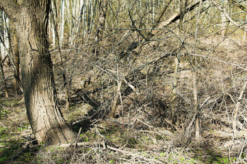 dry branches in the forest after winter in spring