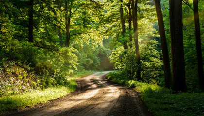 Fototapeta premium Sunlit Dirt Road Winding Through A Lush Green Forest With Dappled Light