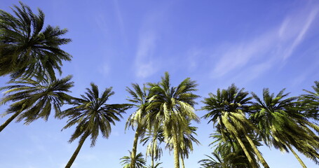 Tall palm trees sway gently under a vibrant blue sky filled with wispy clouds. The scene radiates a sense of calm and relaxation, typical of tropical beaches.