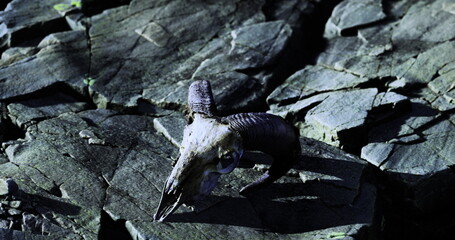 A ram skull is positioned on rough, textured rocks, highlighting natural erosion. The setting suggests a remote area, showcasing the stark beauty of the landscape under soft lighting.