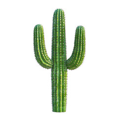 Naklejka premium Tall saguaro cactus, isolated on transparent cutout background
