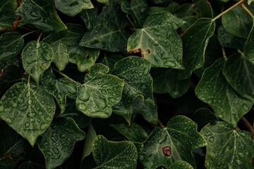green leaves of a plant