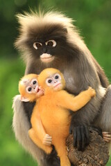 Dusky Langur(Trachypithecus obscurus) 
recognized by white eye-rings,grey fur with black hands and feet.
Newborn dusky langurs are bright yellow-orange and gradually turn grey as they mature.
THAILAND
