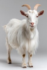 A white domestic goat stands looking forward on a plain background.