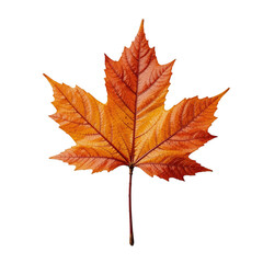 Obraz premium autumn maple leaf
