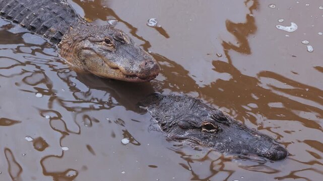 pair of American alligator (Alligator mississippiensis) resting in rippling water in reptile house of zoo