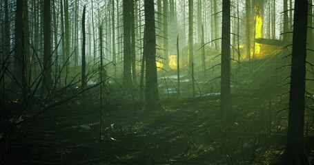 Naklejka premium Amidst the towering trees and dense fog of a tranquil forest, a warm glow illuminates the surroundings as dawn breaks, creating a serene yet enigmatic atmosphere in nature.