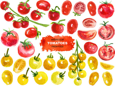 Vector watercolor painted tomatoes clipart