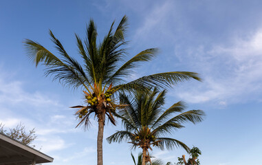 Palm trees with coconuts at Jan Thiel, Curaçao.