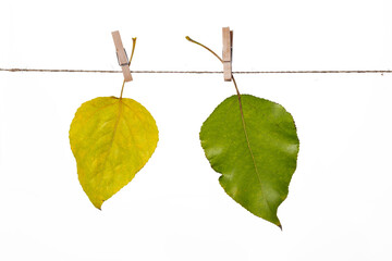 Yellow and green poplar (Pópulus)  leaves on a white background isolate