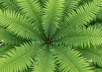 Fototapeta premium Close up macro view of vibrant green fern fronds forming a repeating pattern isolated on transparent background