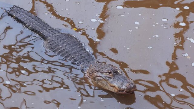American alligator (Alligator mississippiensis) resting in water in reptile house of zoo, rippling water, second alligator appears underneath first
