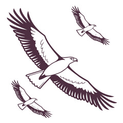 Three majestic eagles soaring through the sky with outstretched wings in a stylized outline illustration