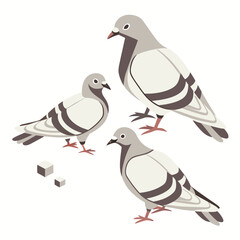 Three stylized pigeons with gray and white feathers stand on a white background with small cubes