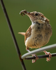 Carolina Wren