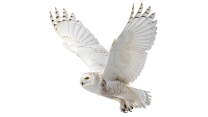 Snowy owl takes flight over a snowy landscape, showcasing its magnificent wings and pristine feathers under overcast skies of the snow below in a serene winter scene. On a transparent background