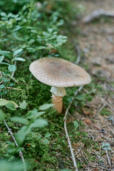 Mushroom in the forest in green grass
