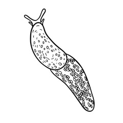 Realistic slug on white background. Top view. Vector. Black outline.