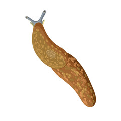 Realistic slug on white background. Top view. Vector.