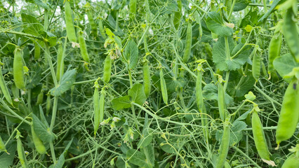 Field with green pea plants with pods growing in summer season