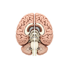 Detailed human brain anatomy model isolated on transparent background