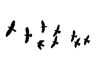 A flock of birds, black silhouette.