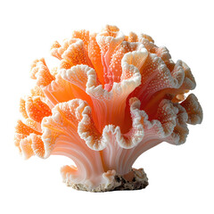 Close-up of an orange-pink coral, frilly and textured, with delicate, lacy folds