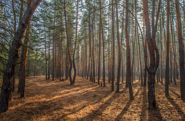 Foggy forest near Severodonetsk before the war with peaceful sky