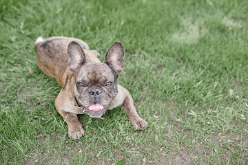 French Bulldog Face Grey Big Brown Eyes Playing Open Mouth