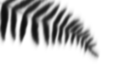 Abstract black and white zebra stripe pattern with soft focus