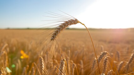 Golden Wheat Field at Sunset with Lens Flare