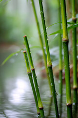 Fototapeta premium Rain-Kissed Bamboo Stalks Glistening in a Tranquil, Reflective Water Garden
