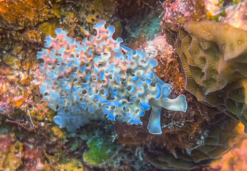 Elysia crispata, common name the lettuce sea slug