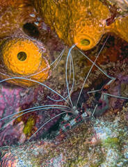banded coral shrimp and banded cleaner shrimp.