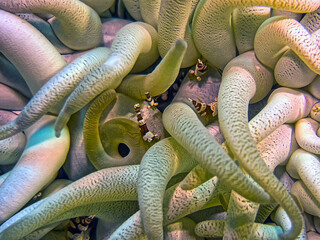 Thor amboinensis, squat anenome shrimp