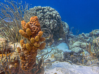 Caribbean coral garden, Bonaire