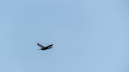 Ein fliegender Kormoran