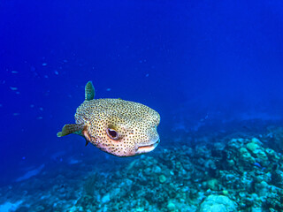 Porcupinefish are medium-to-large fish belonging to the family Diodontidae