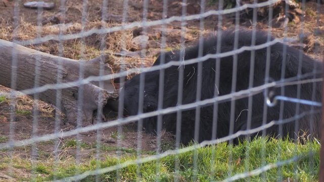 Sloth bear (Melursus ursinus) in zoo enclosure, behind mesh, sniffing inside end of wooden log, investigating snuffling with snout, looks around