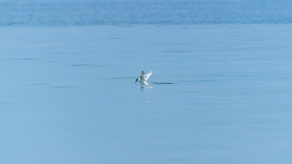 Eine Seeschwalbe bei der Jagd im Meer